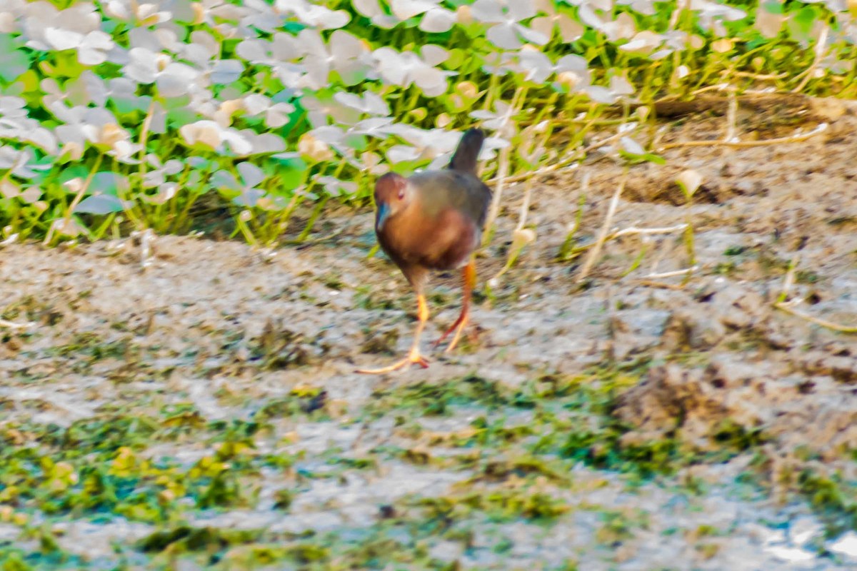 Ruddy-breasted Crake - ML620778462