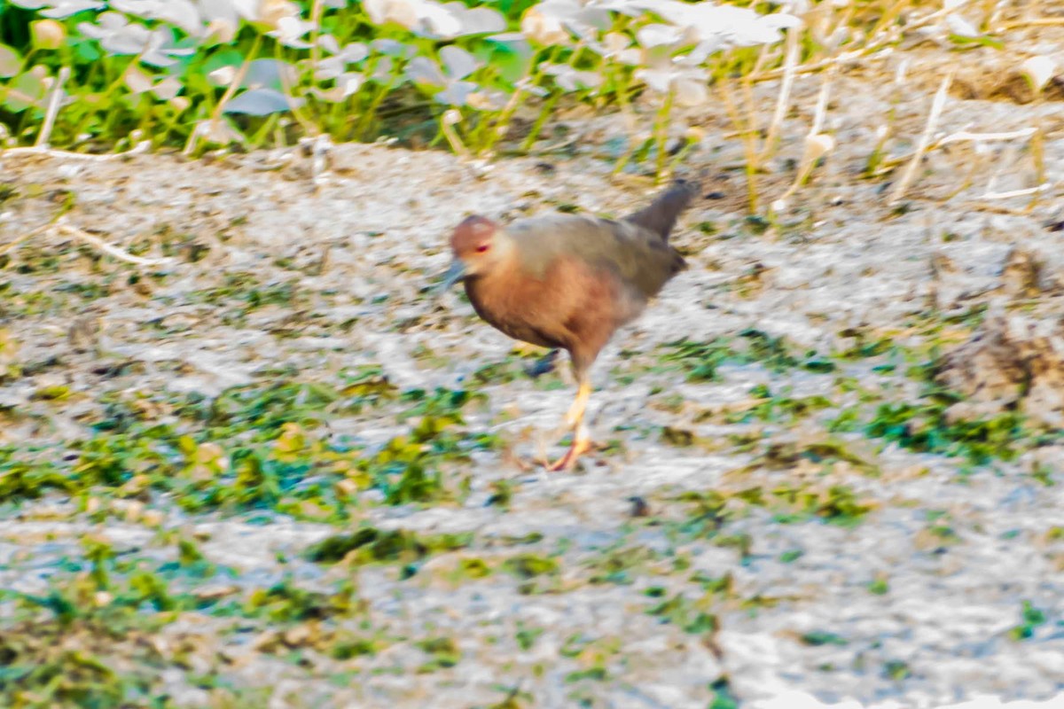 Ruddy-breasted Crake - ML620778463