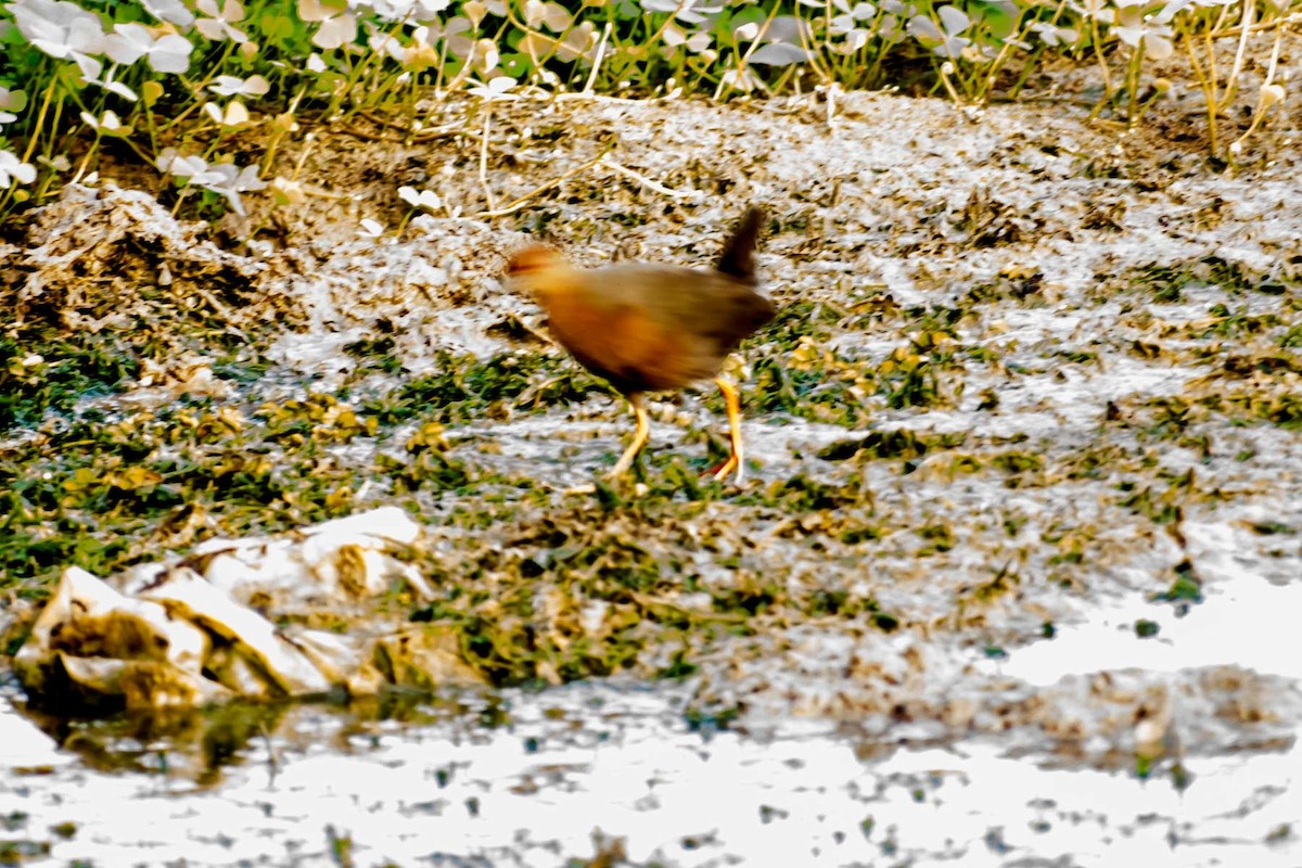 Ruddy-breasted Crake - ML620778464