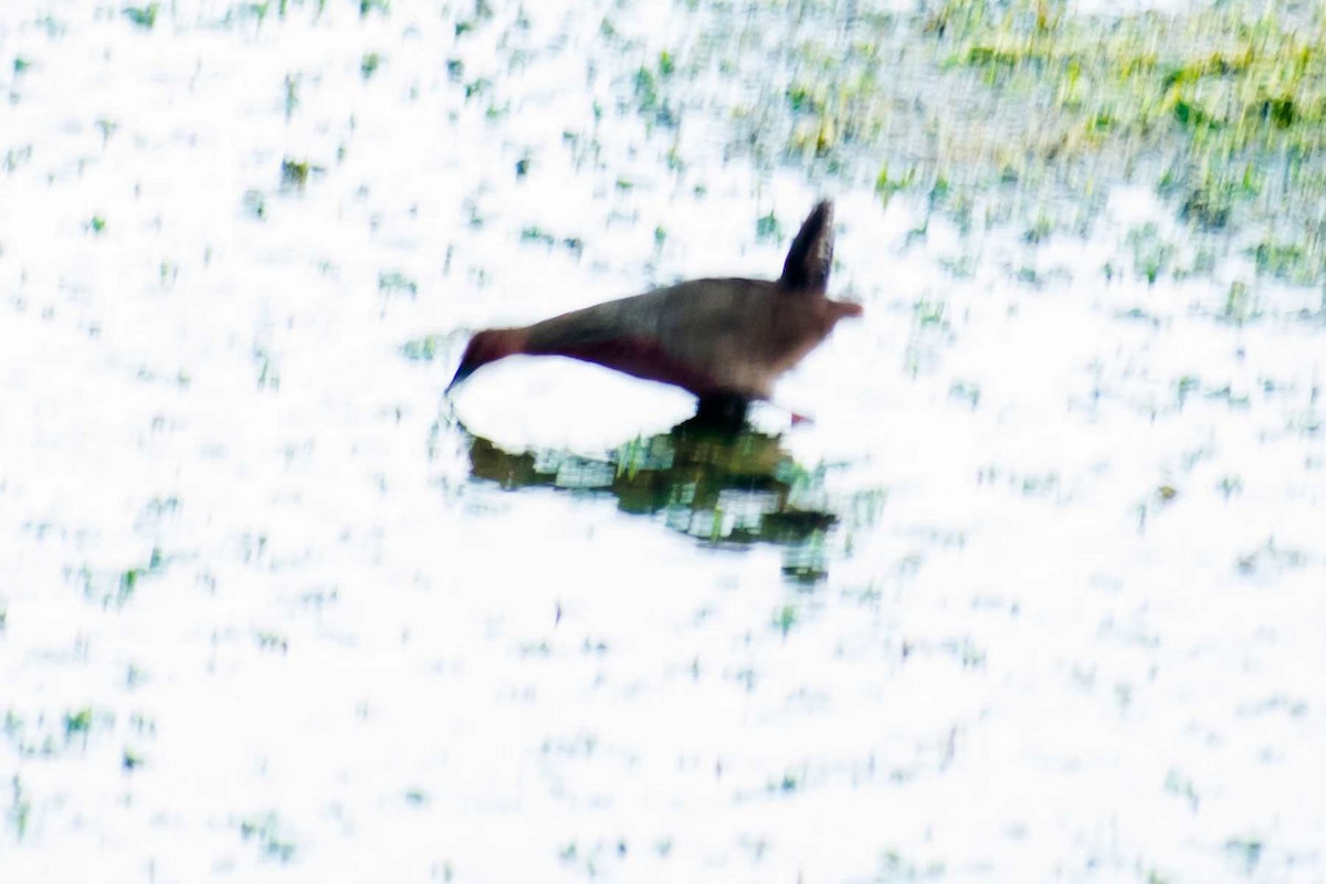 Ruddy-breasted Crake - ML620778465