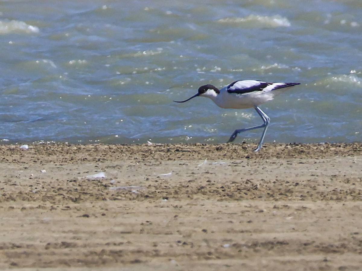 Pied Avocet - Muammer Ülker