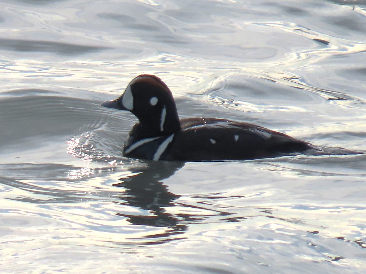 Harlequin Duck - ML620778469