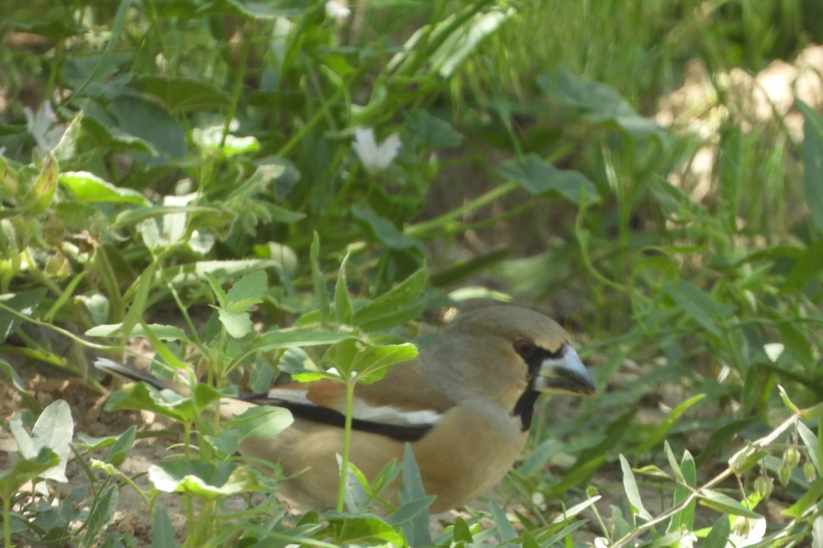 Hawfinch - ML620778470