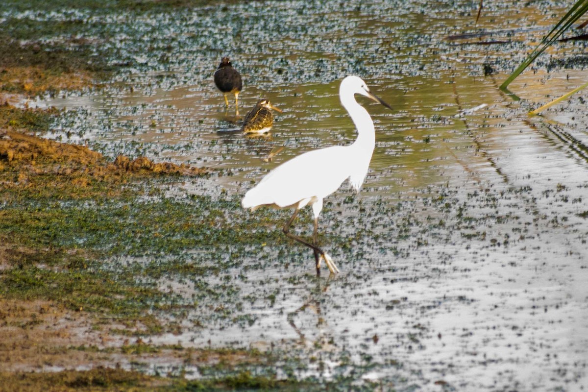 Greater Painted-Snipe - ML620778472