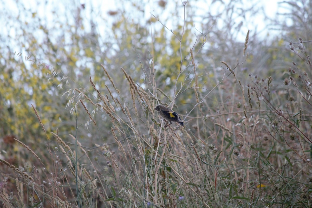 European Goldfinch - ML620778474