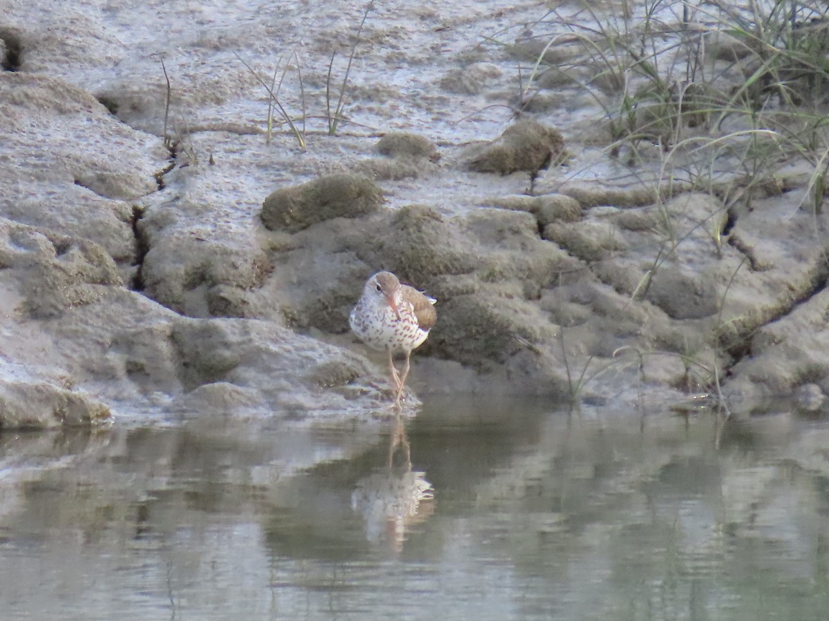 Spotted Sandpiper - ML620778475