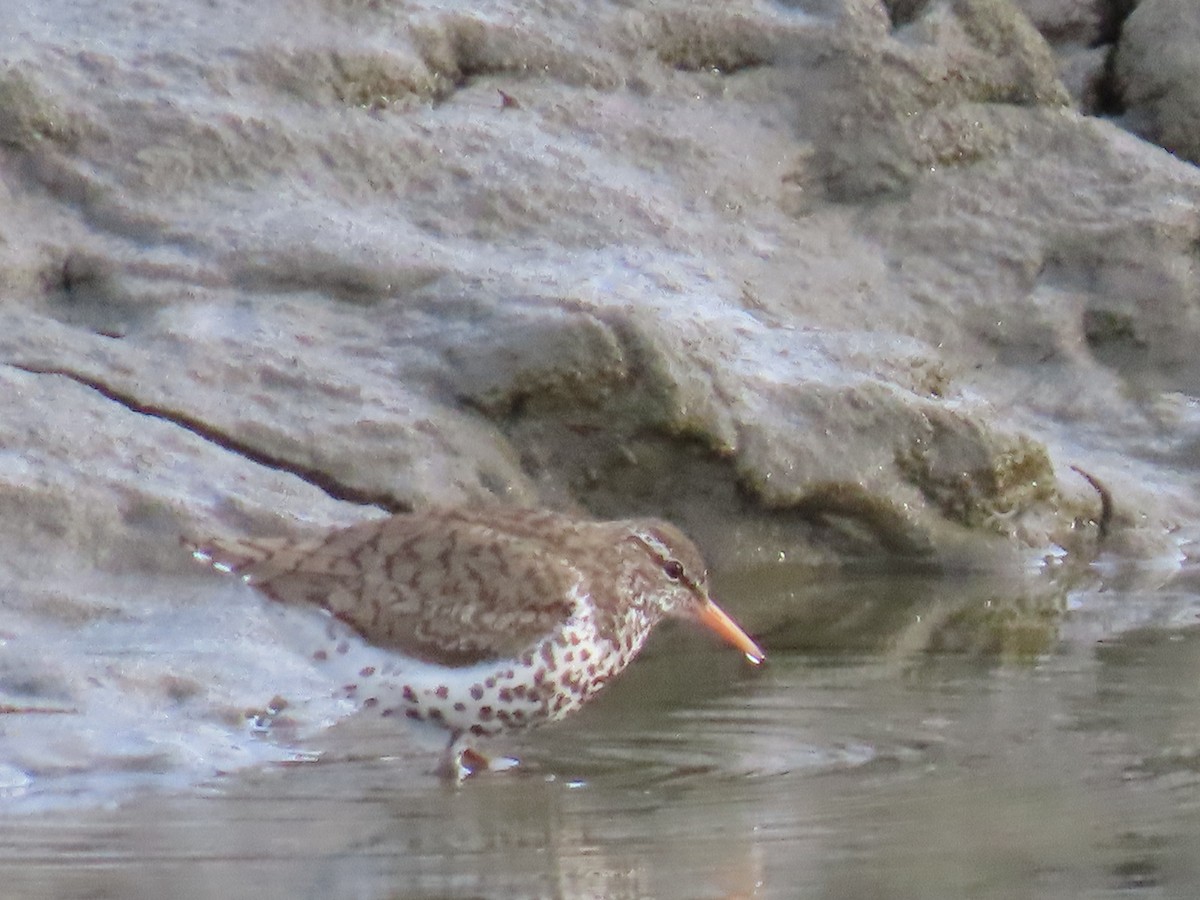 Spotted Sandpiper - ML620778485