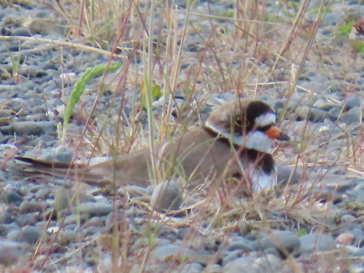 Semipalmated Plover - ML620778489