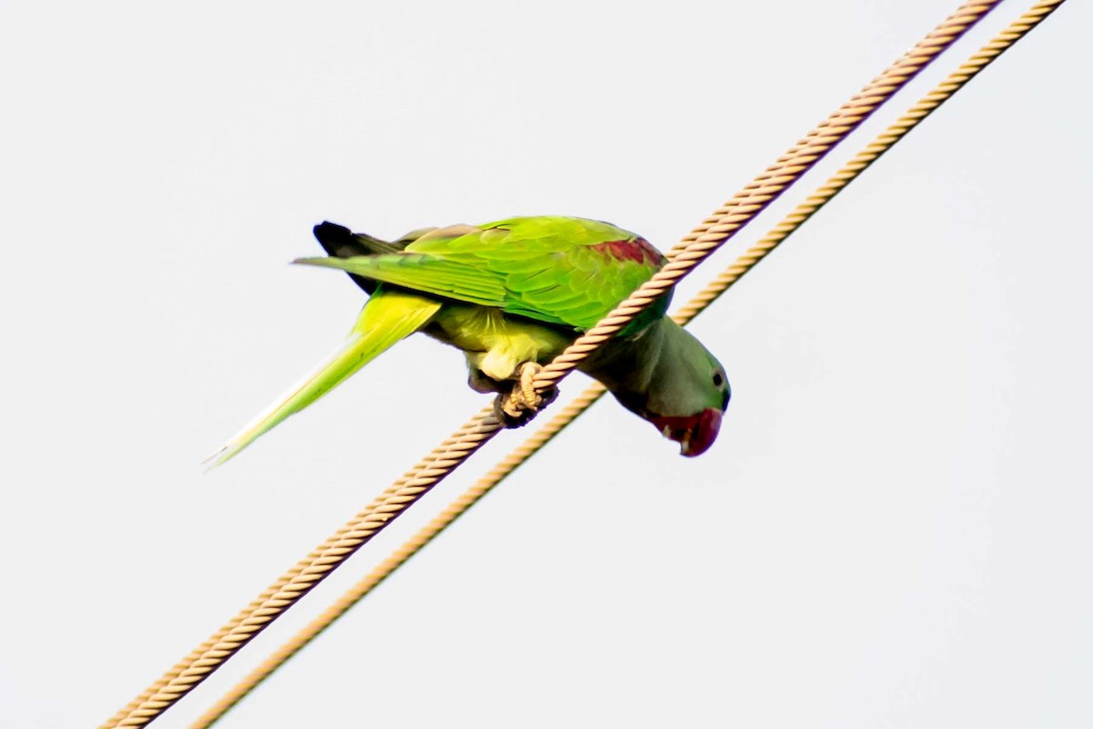 Alexandrine Parakeet - ML620778491