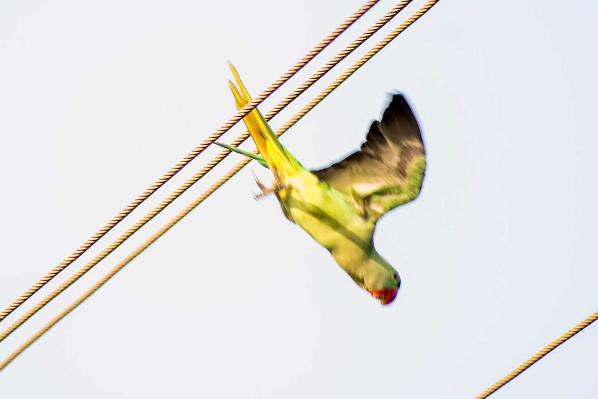 Alexandrine Parakeet - ML620778492