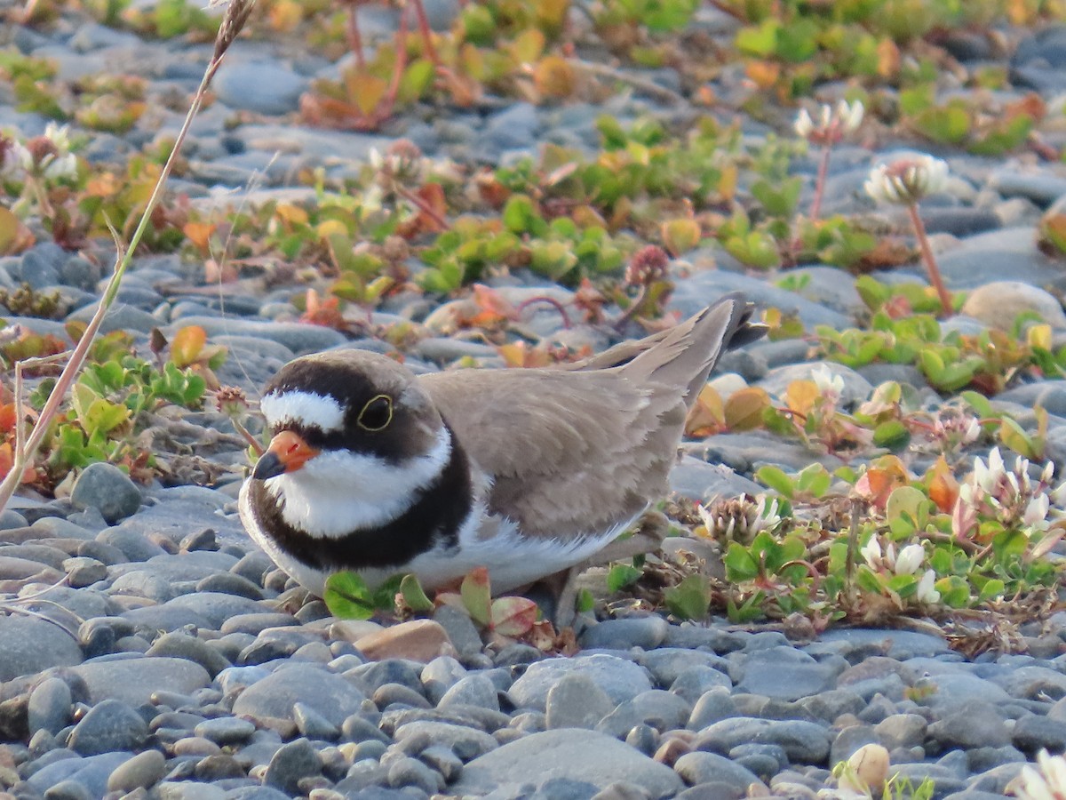 Semipalmated Plover - ML620778493