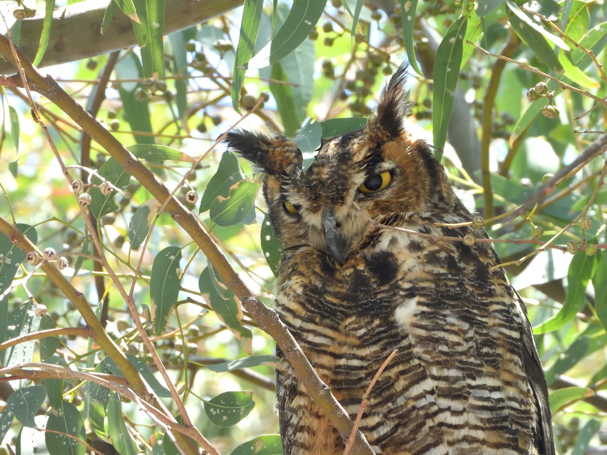 Great Horned Owl - ML620778498