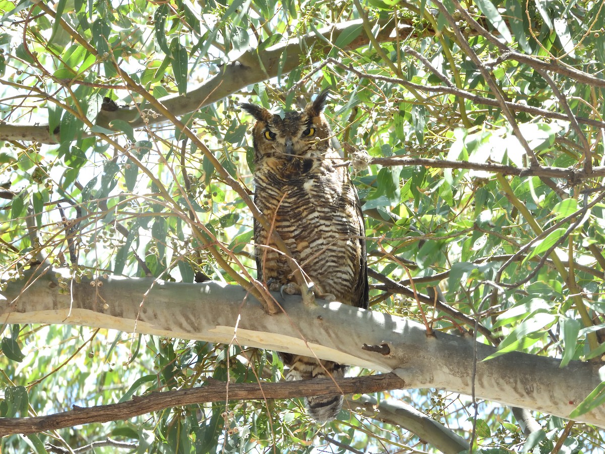 Great Horned Owl - ML620778499