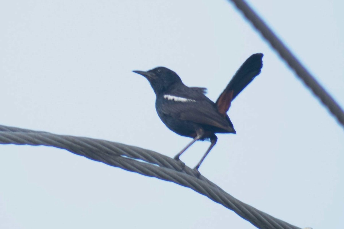 Indian Robin - ML620778519