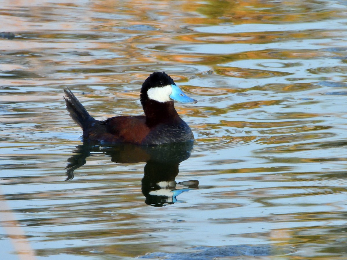 Ruddy Duck - ML620778529