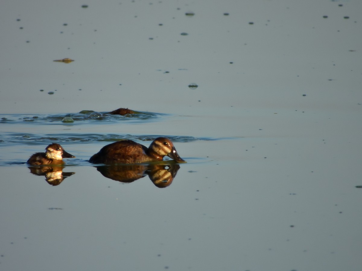 Ruddy Duck - ML620778530