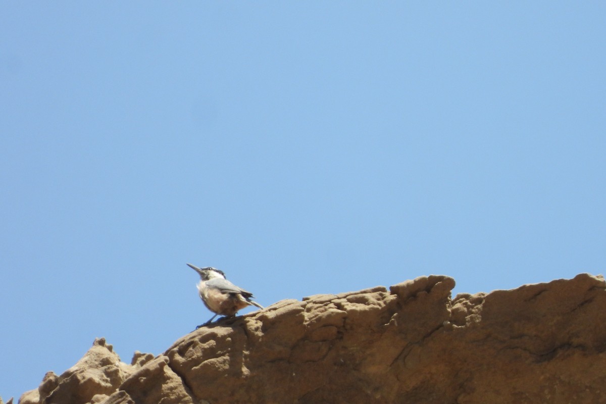 Eastern Rock Nuthatch - ML620778533