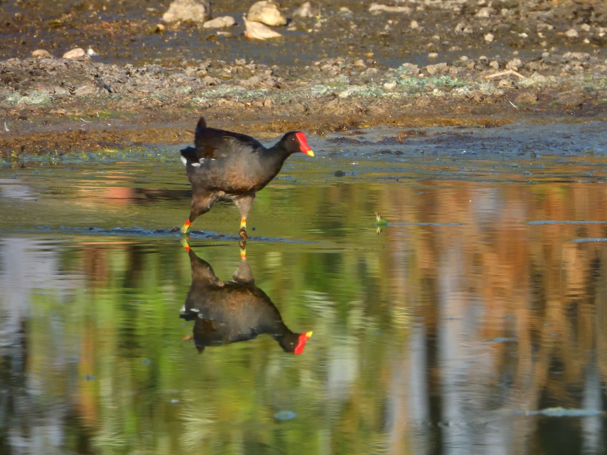 Common Gallinule (American) - ML620778534