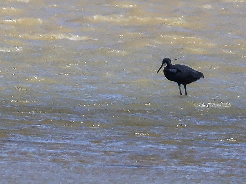 Western Reef-Heron - ML620778535