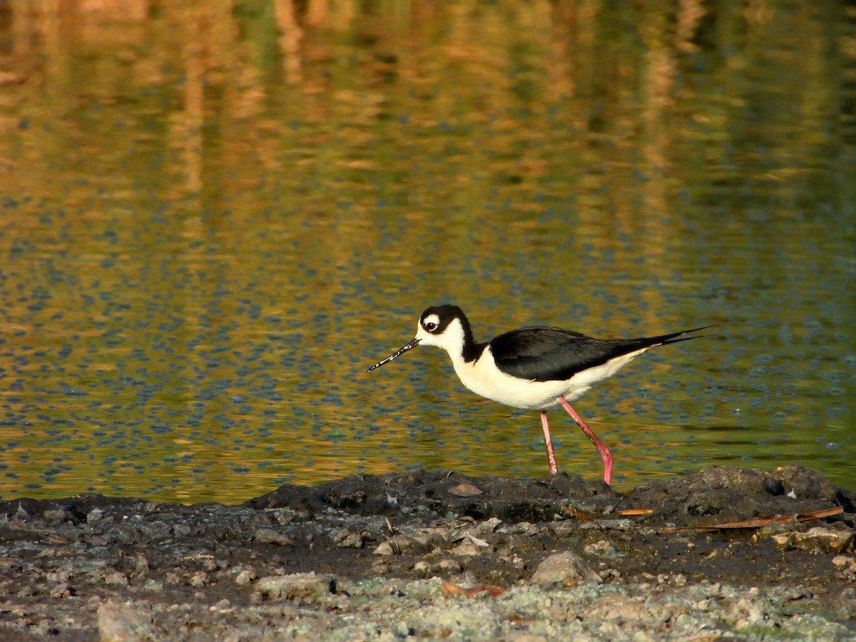 Black-necked Stilt (Black-necked) - ML620778537