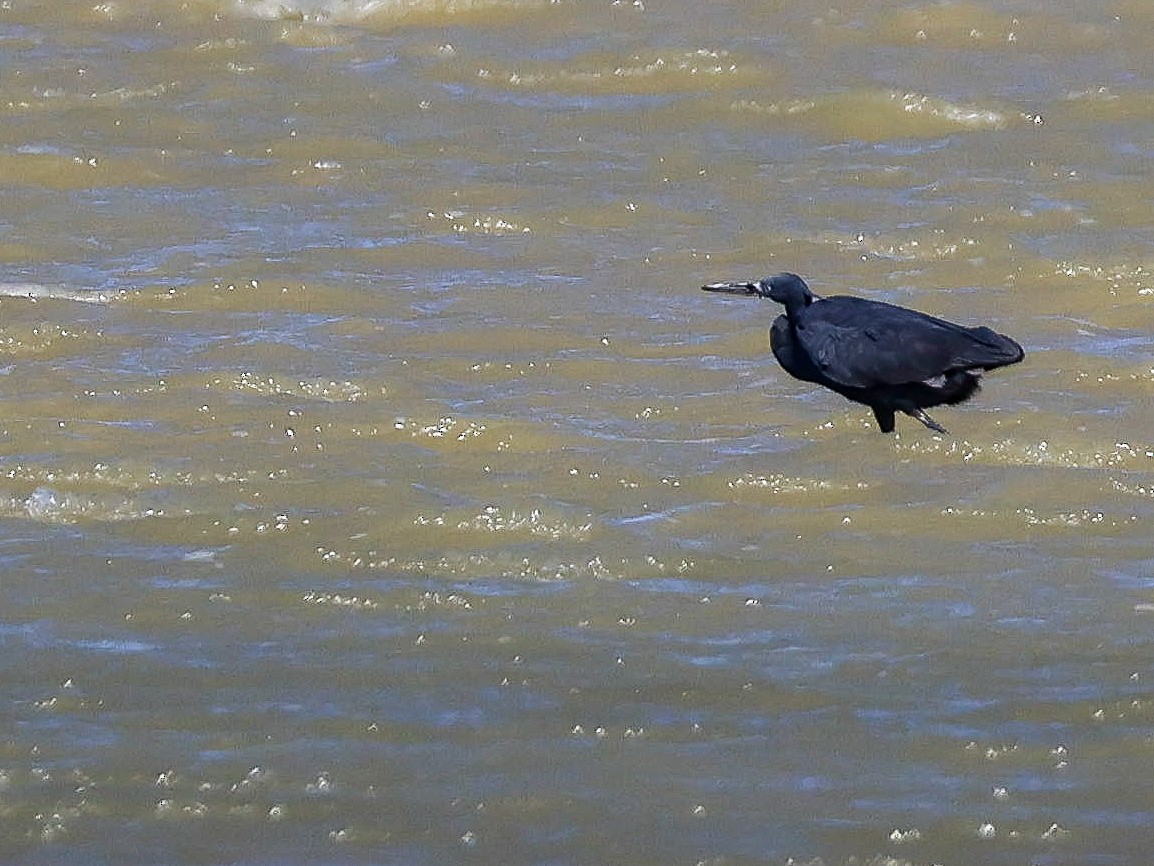 Western Reef-Heron - Muammer Ülker