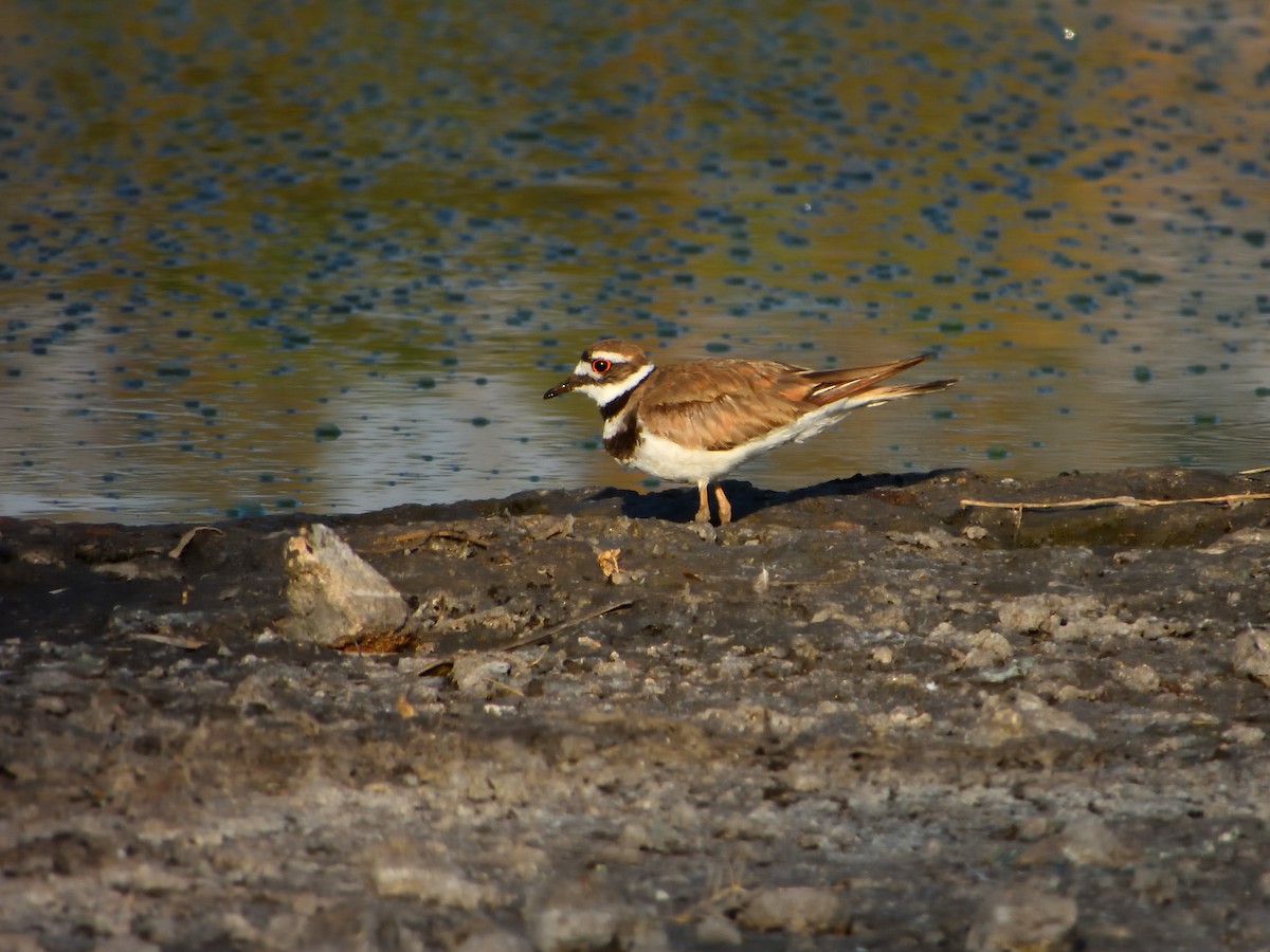 Killdeer - ML620778539