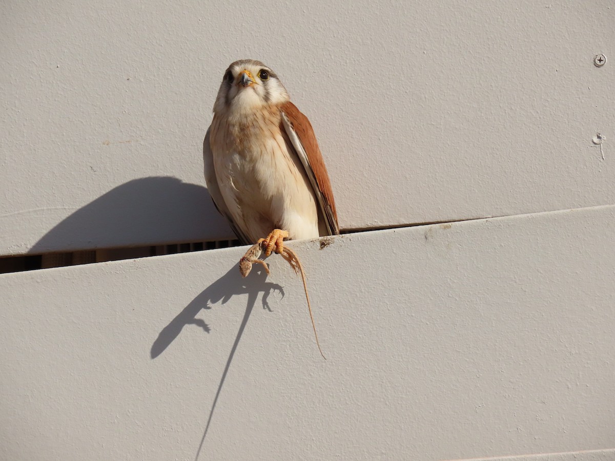 Nankeen Kestrel - ML620778540