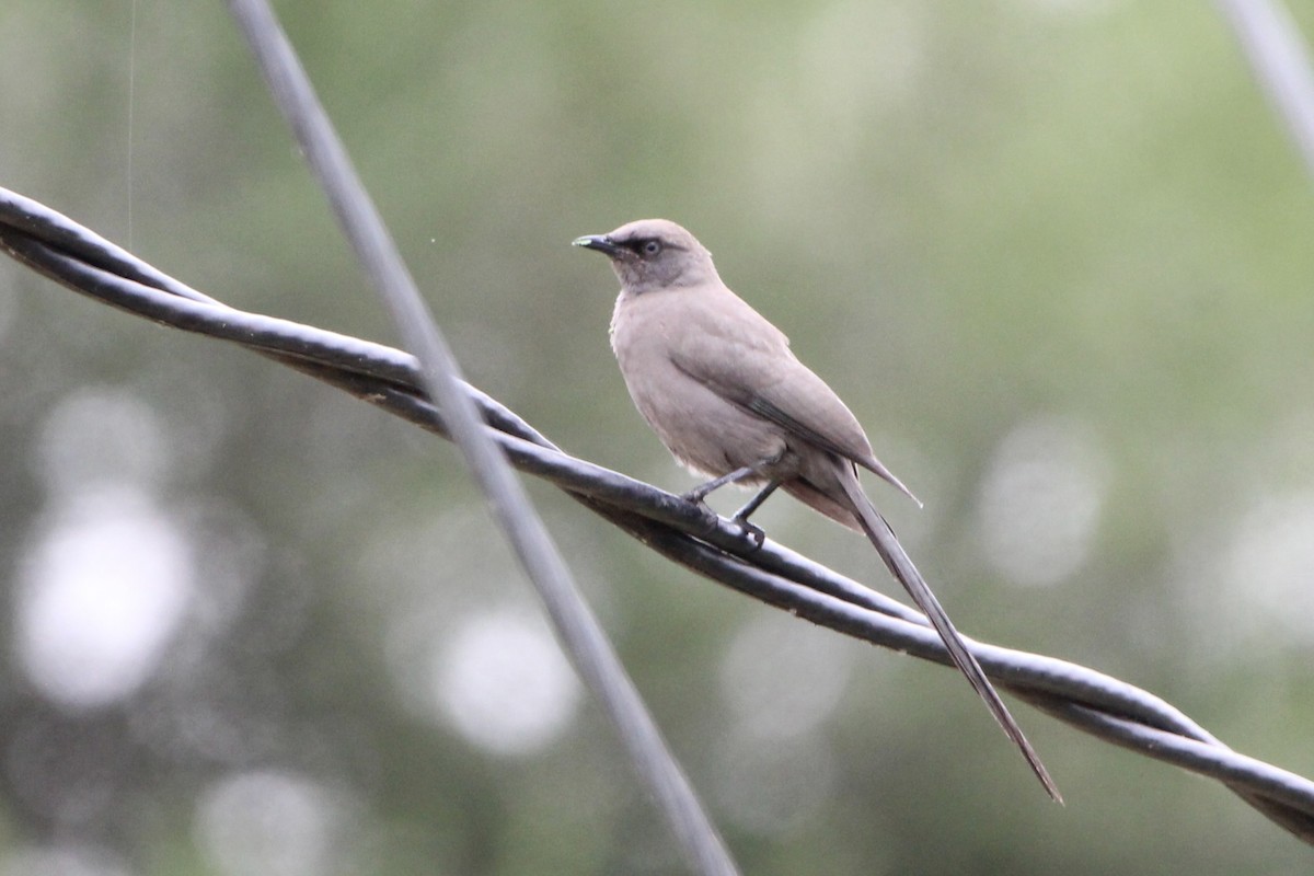 Ashy Starling - ML620778542