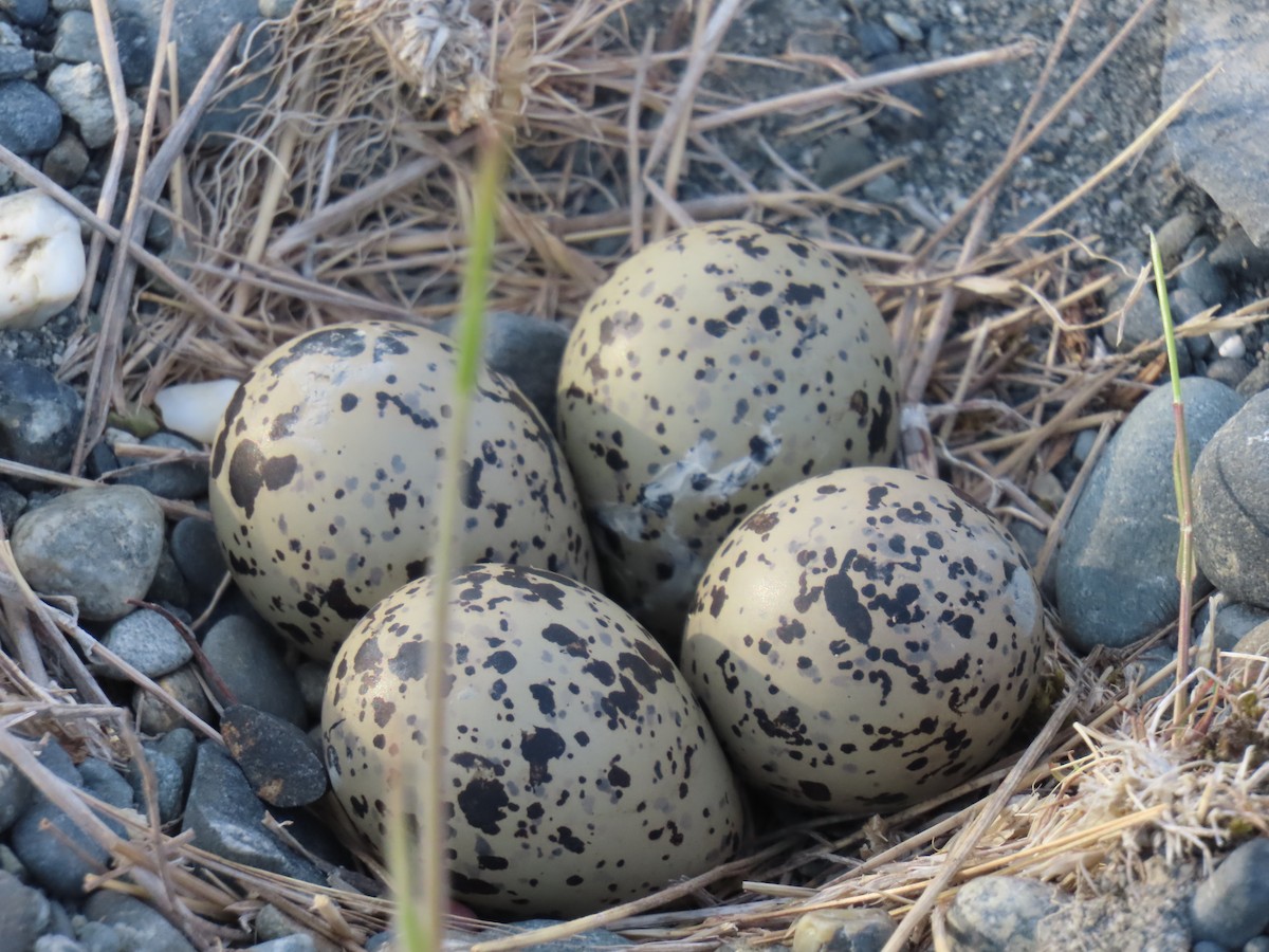 Semipalmated Plover - ML620778544