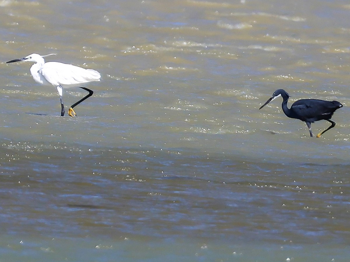 Western Reef-Heron - Muammer Ülker