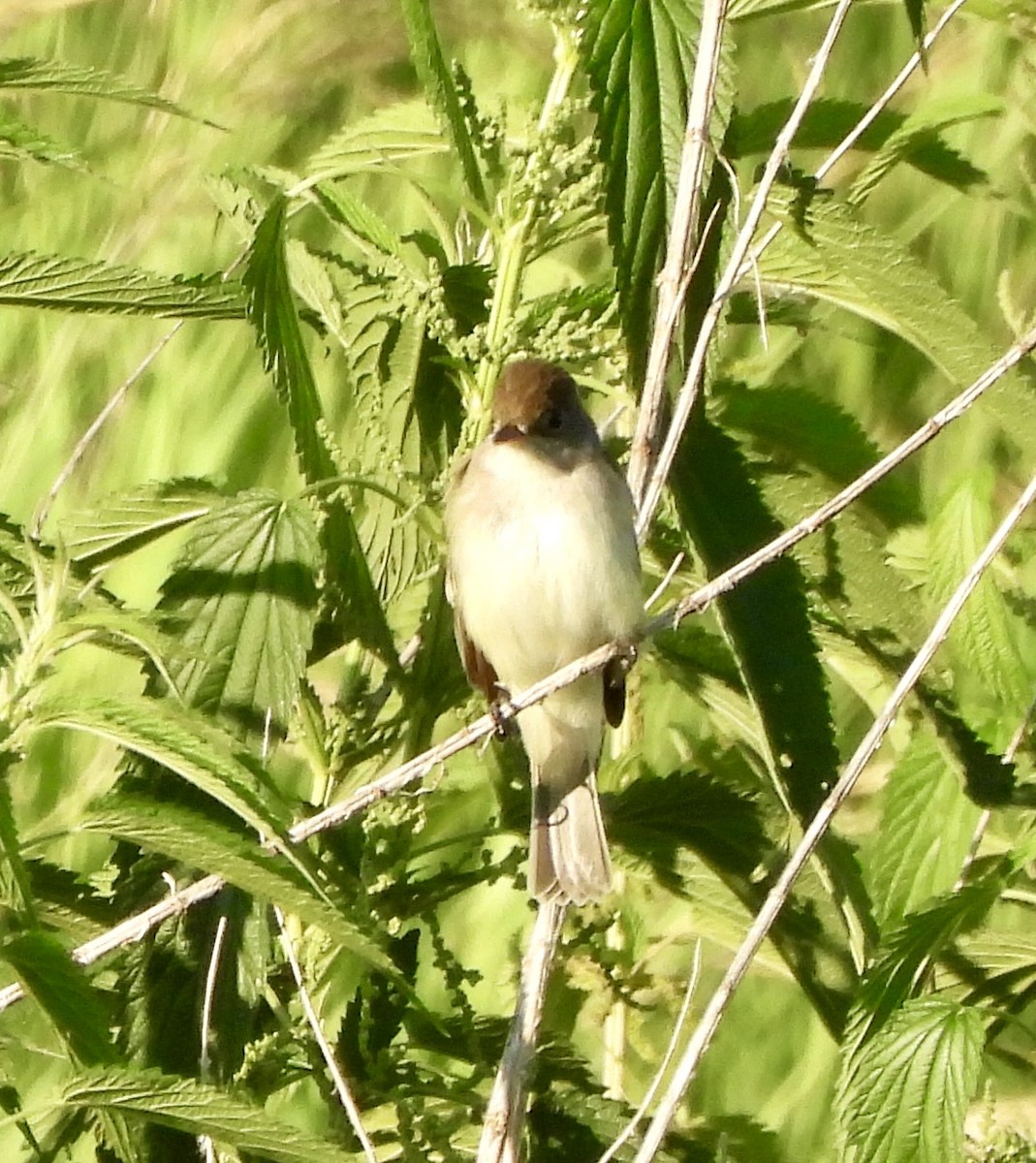 Alder/Willow Flycatcher (Traill's Flycatcher) - ML620778546