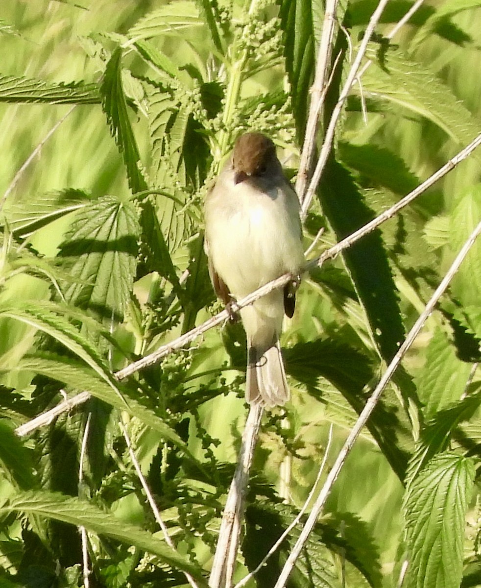 Alder/Willow Flycatcher (Traill's Flycatcher) - ML620778547