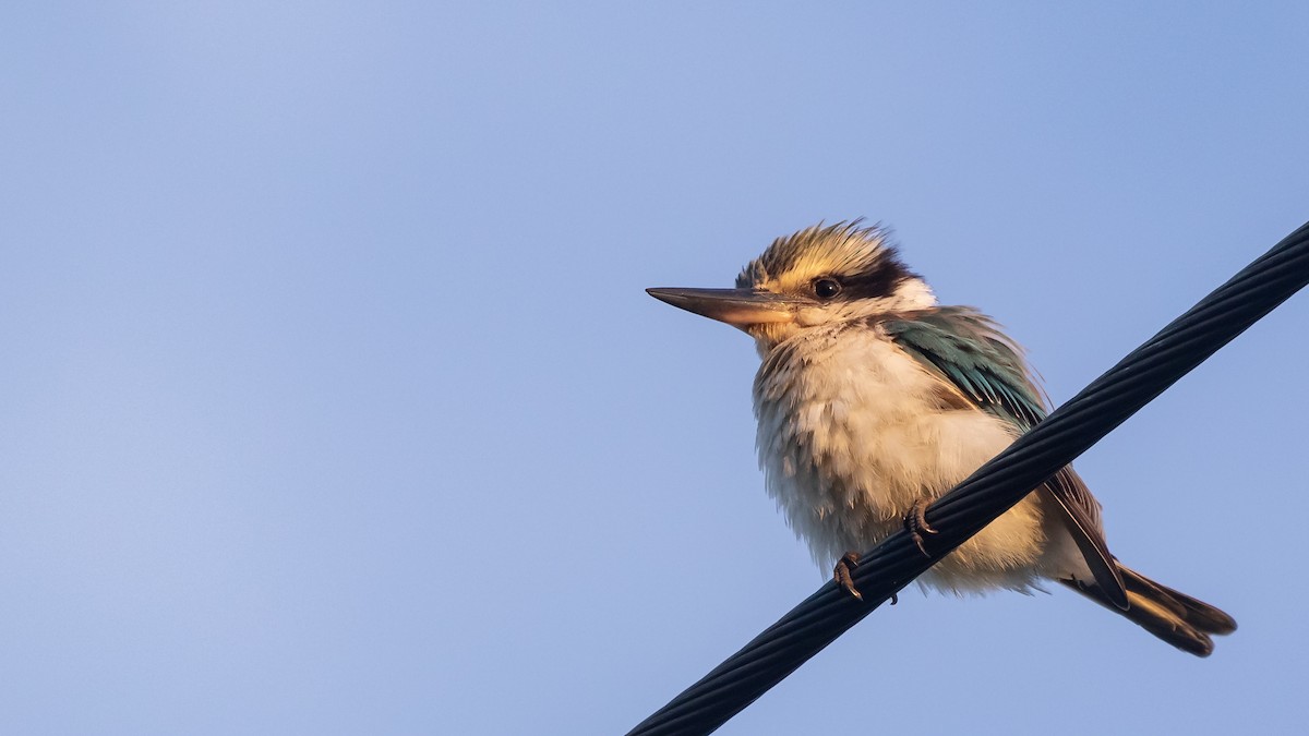 Red-backed Kingfisher - ML620778548