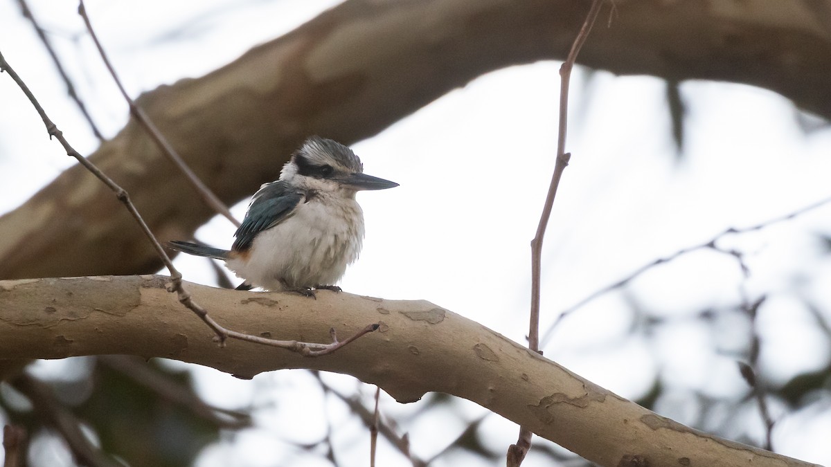 Red-backed Kingfisher - ML620778549