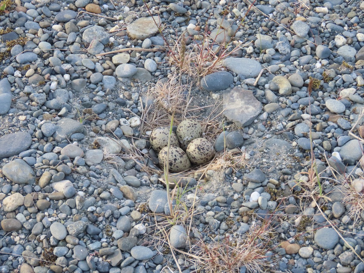 Semipalmated Plover - ML620778552