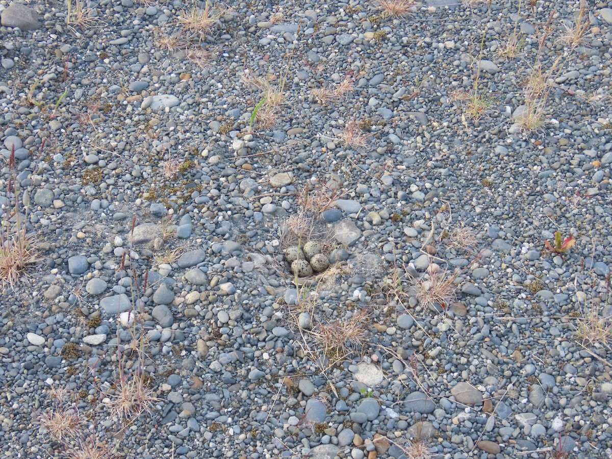 Semipalmated Plover - ML620778554