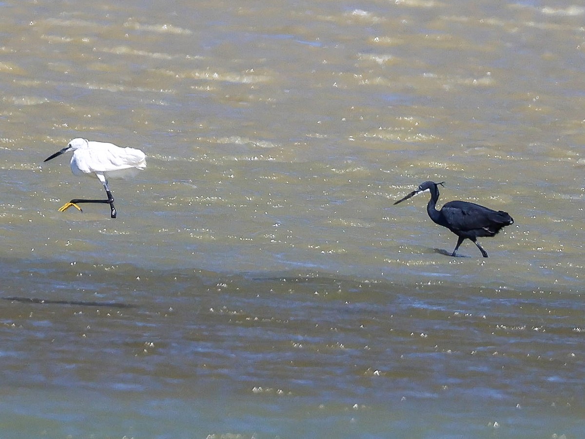 Western Reef-Heron - ML620778560