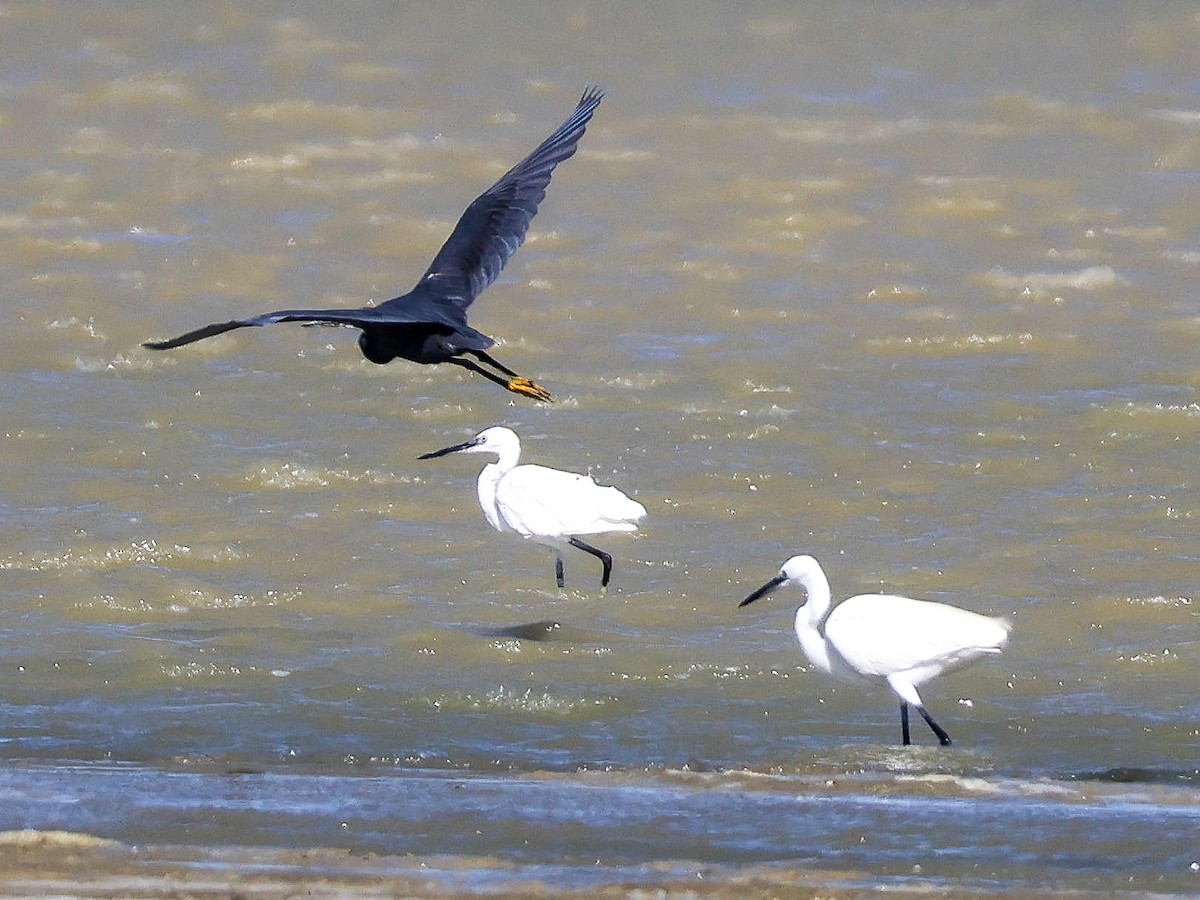 Western Reef-Heron - ML620778561