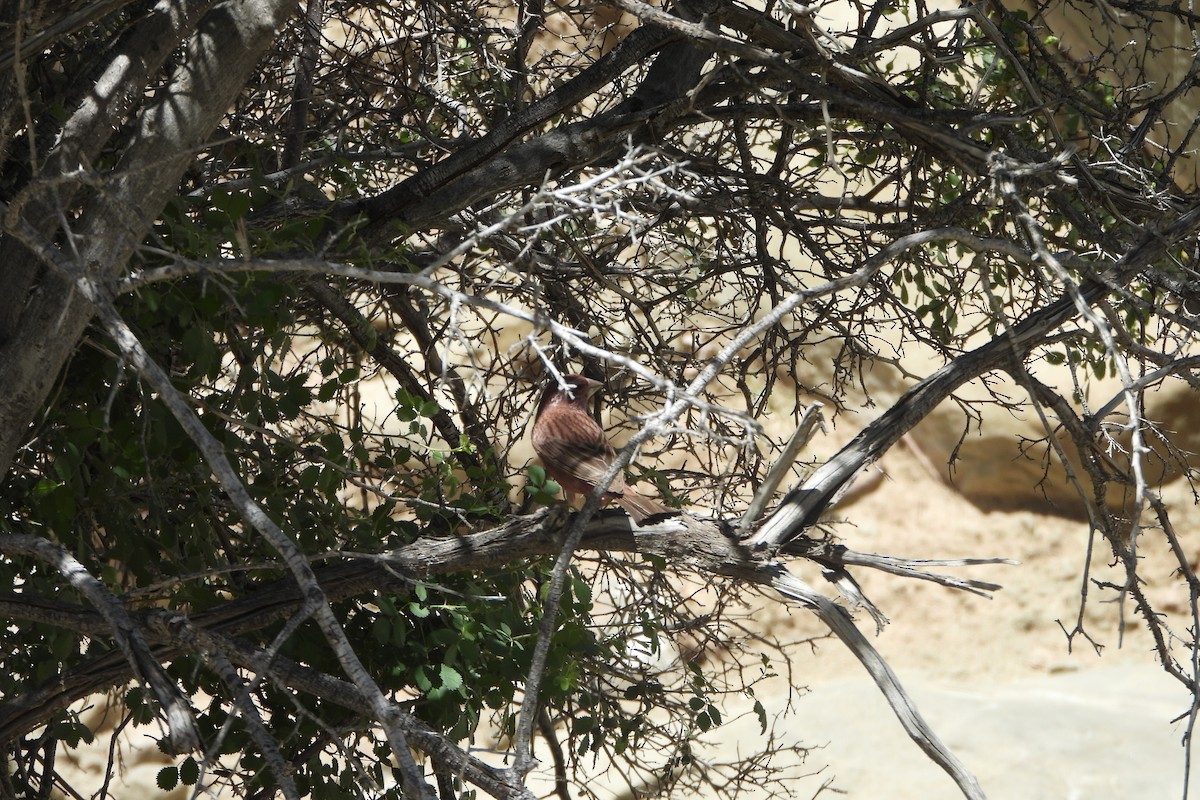 hýl jalovcový - ML620778563