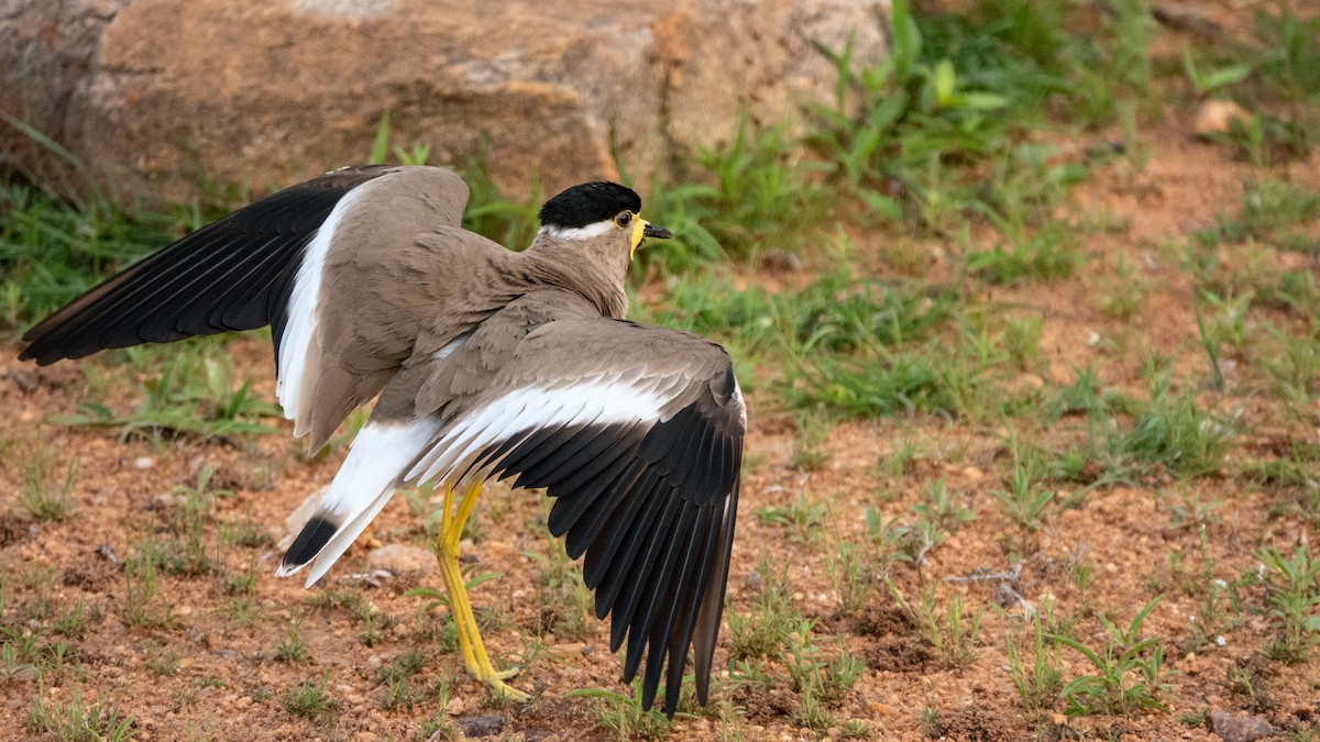 Yellow-wattled Lapwing - ML620778567