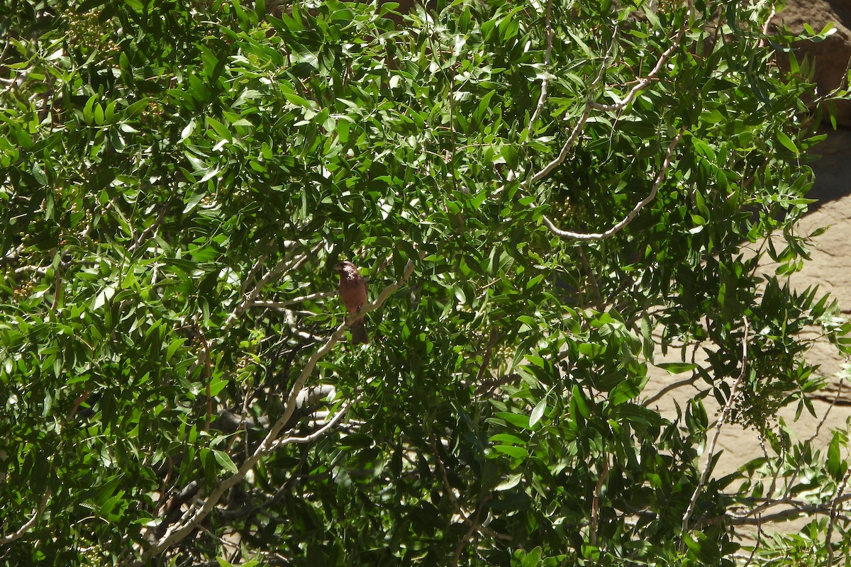 Blyth's Rosefinch - ML620778570