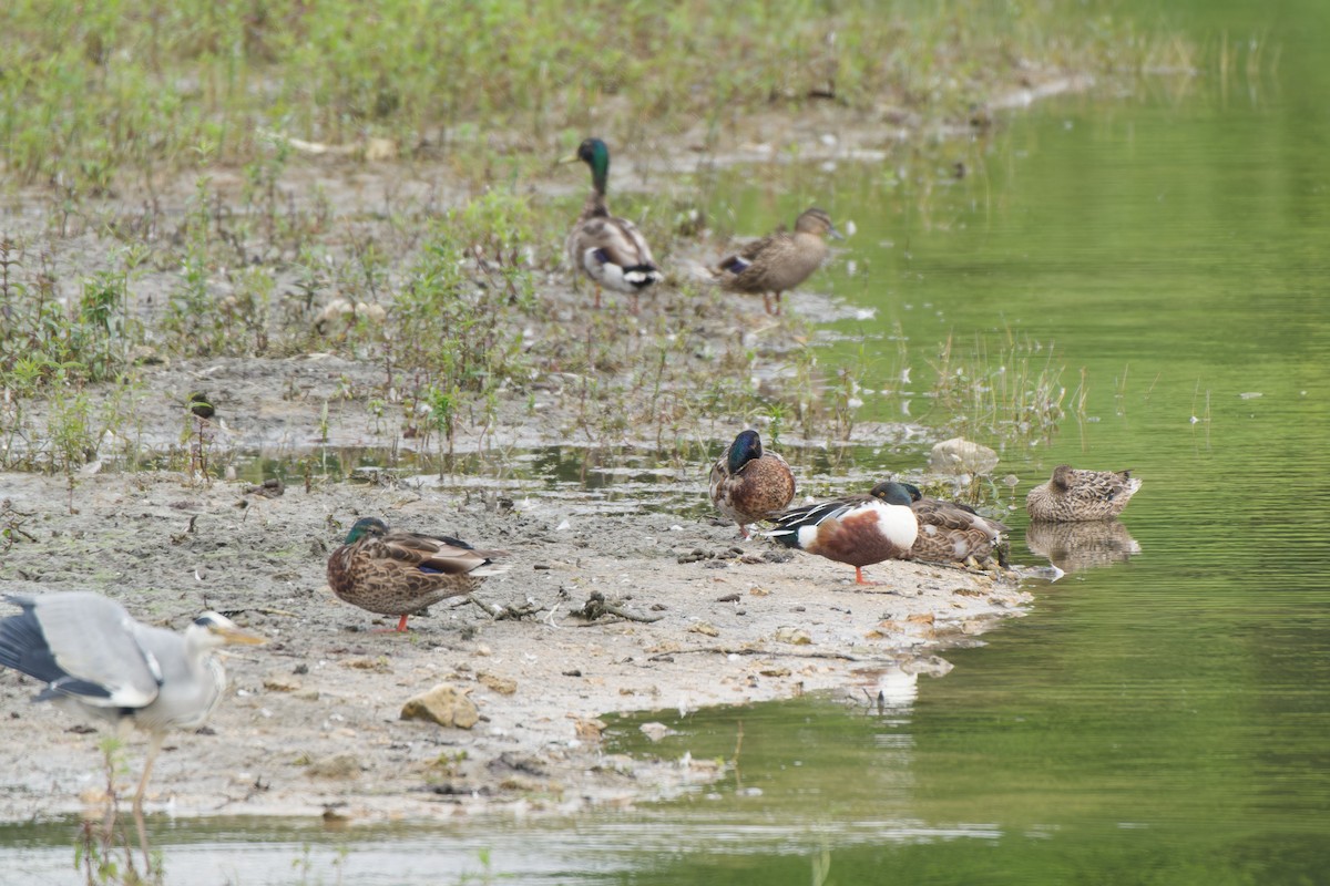 Canard souchet - ML620778571