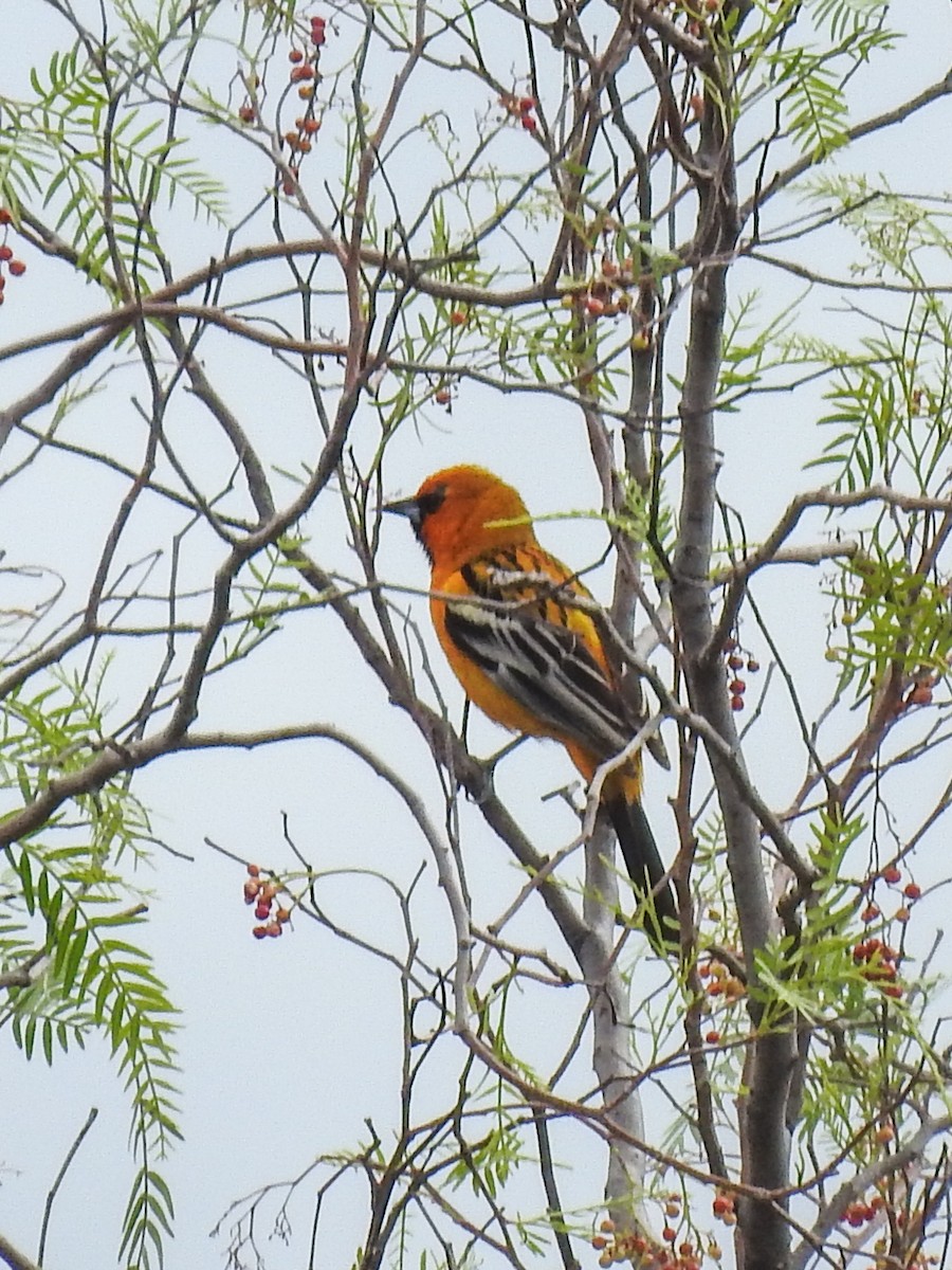 Streak-backed Oriole - ML620778573