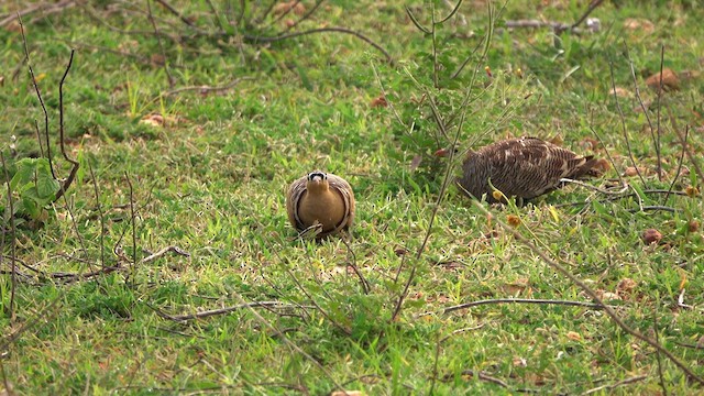 Painted Sandgrouse - ML620778586