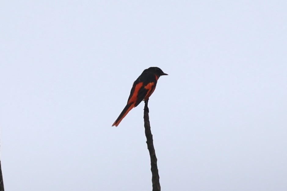 Gray-chinned Minivet - ML620778587