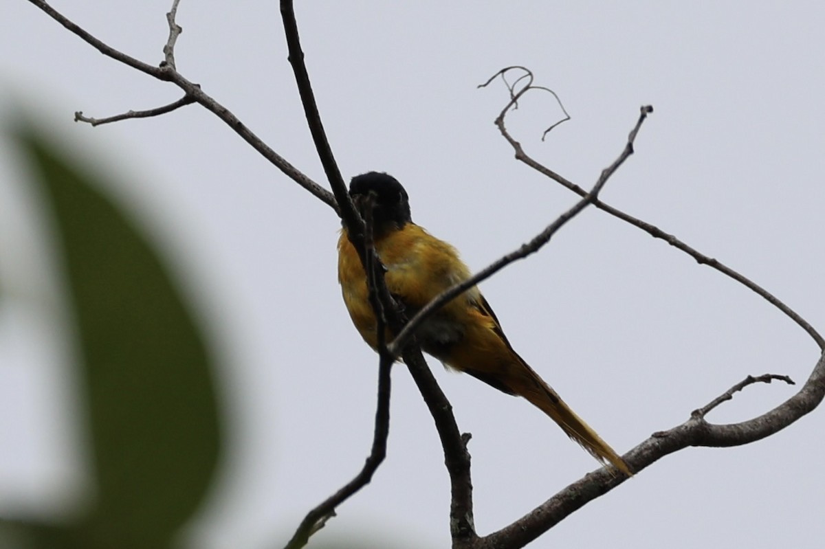 Minivet Gorjigrís - ML620778588