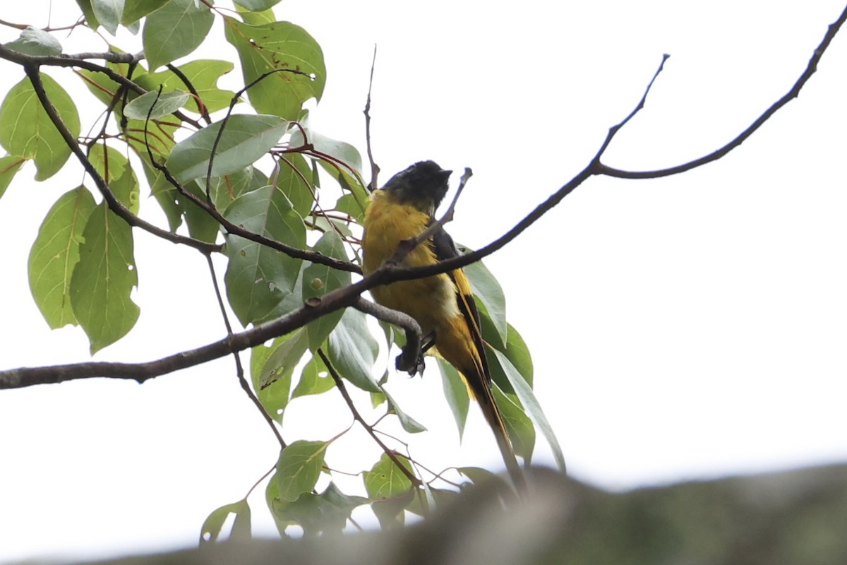 Gray-chinned Minivet - ML620778592