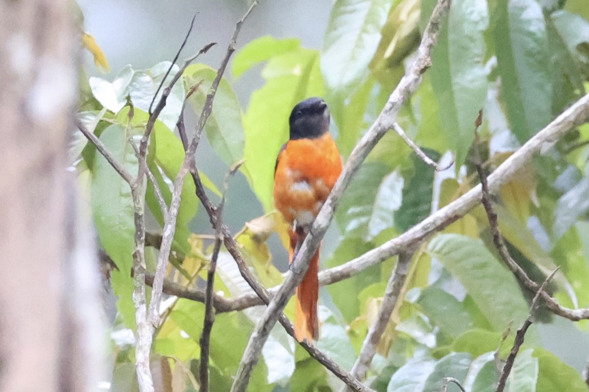 Minivet Gorjigrís - ML620778593