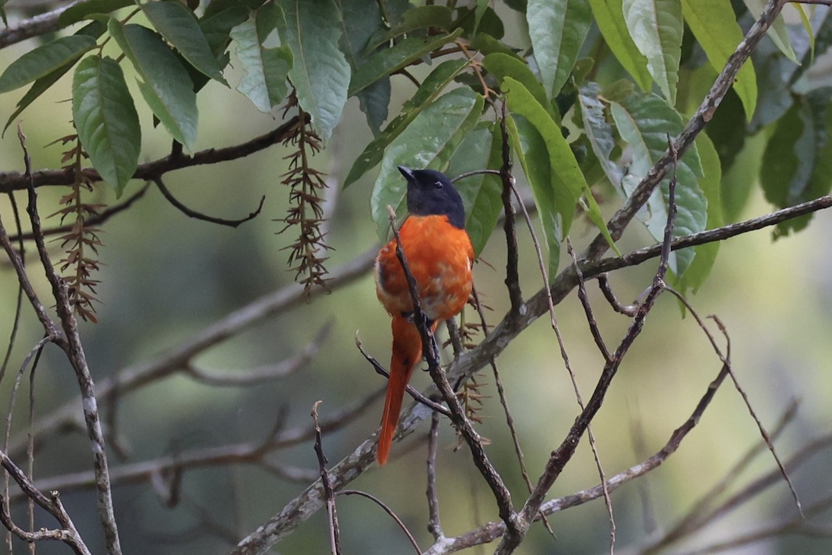 Gri Yanaklı Minivet - ML620778595