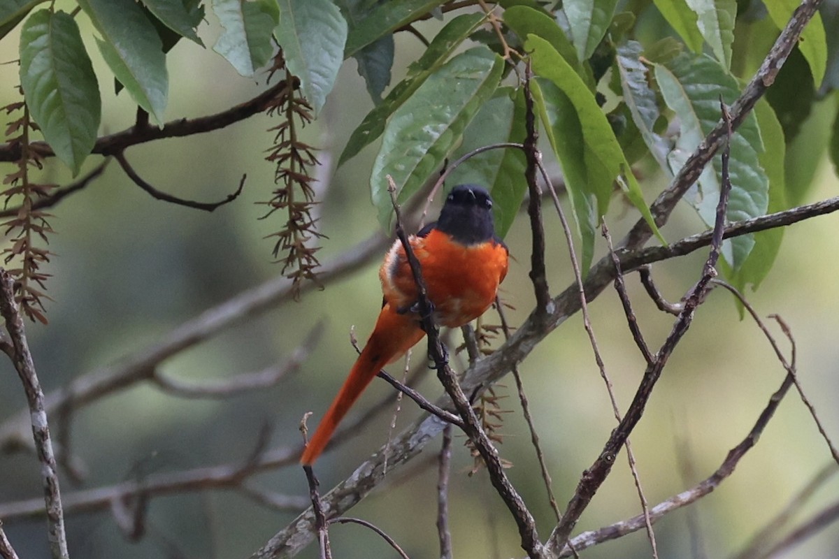 Gri Yanaklı Minivet - ML620778596